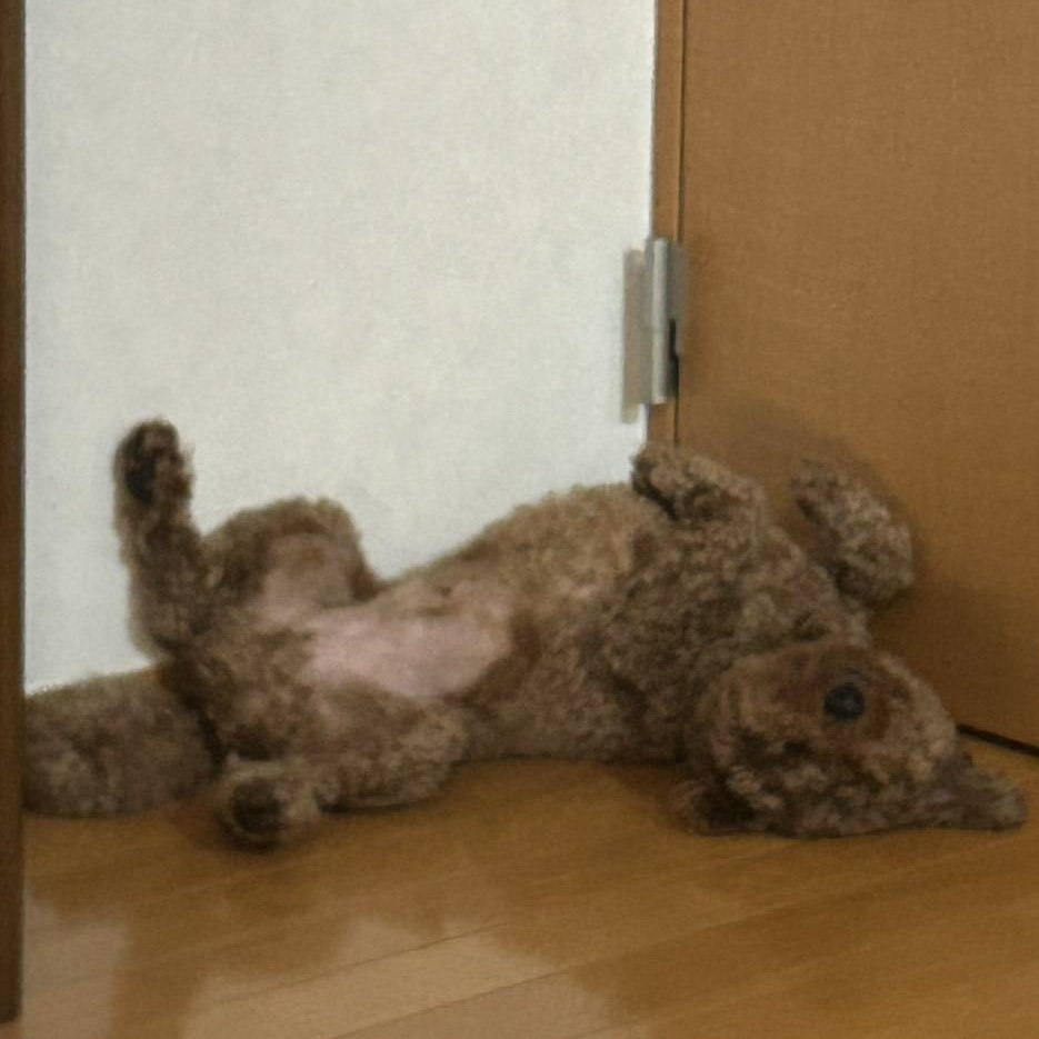 ココの顔写真